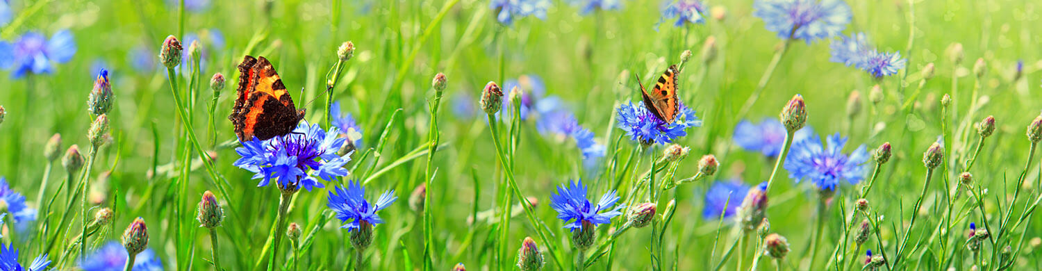 butterfly in cyprus