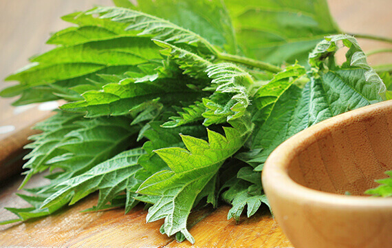 ısırgan otu stinging nettle from cyprus