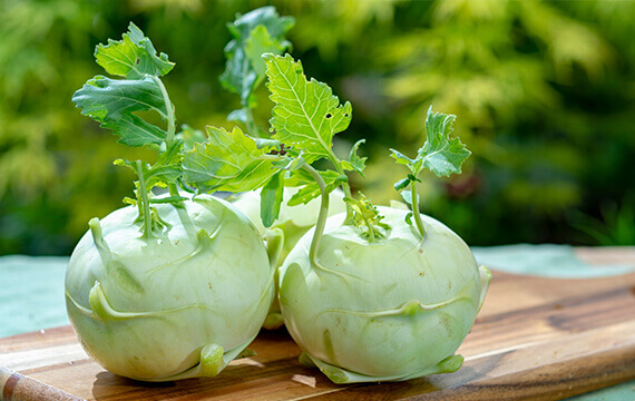 kohlrabi cabbage turnip from cyprus