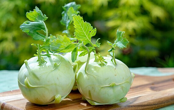 kohlrabi cabbage turnip from cyprus