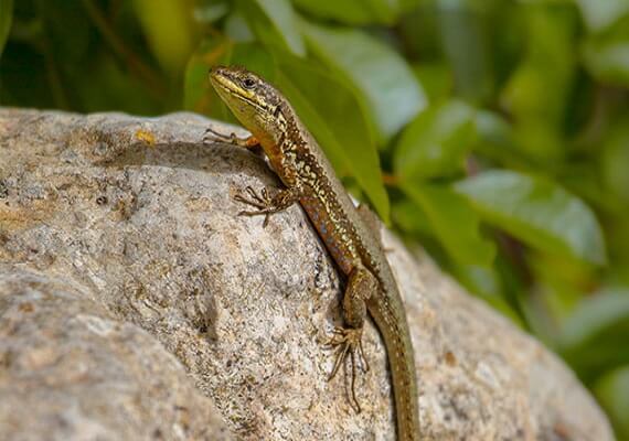 trodos lizard of cyprus