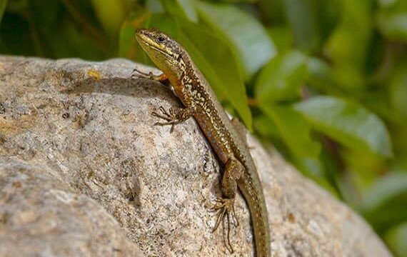 trodos lizard of cyprus
