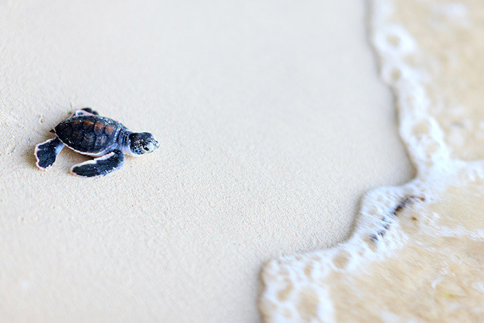 sea turtle north cyprus