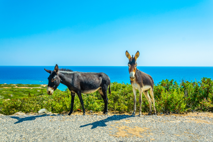 Cyprus donkey out in the wild in Karpaz