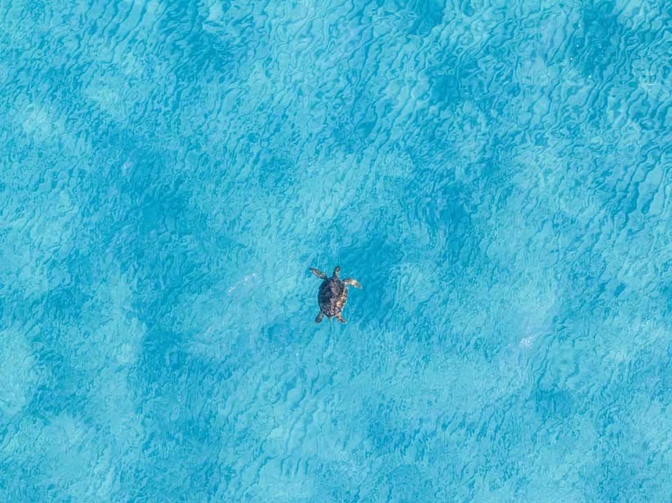 Alagadi Beach, Turtle Watching, Kyrenia