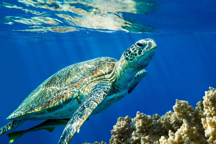 Green Turtle, North Cyprus