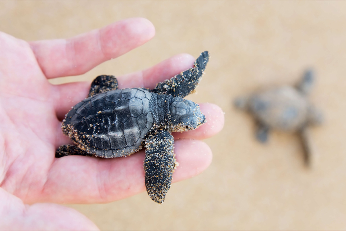 Baby Turtles Hath between july and August