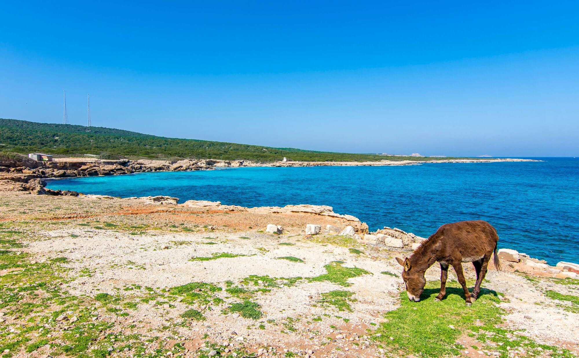 donkey karpaz sea cyprus