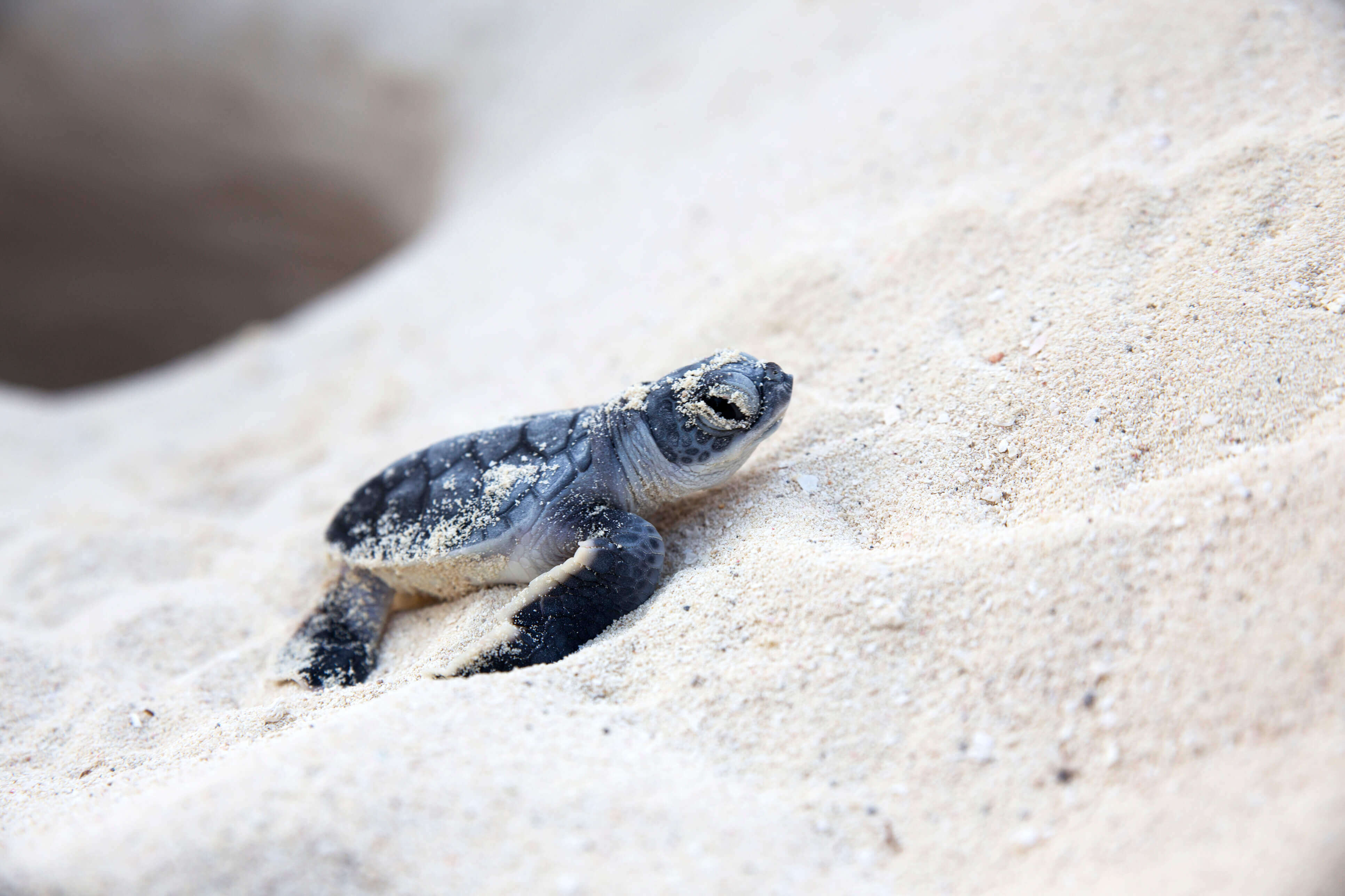 beach baby turtle north cyprus