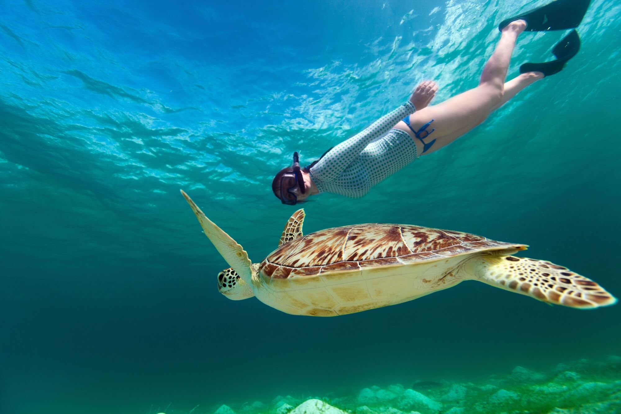 snorkel turtle sea swim